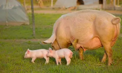 給母豬配什麼飼料好，母豬飼料參考配方