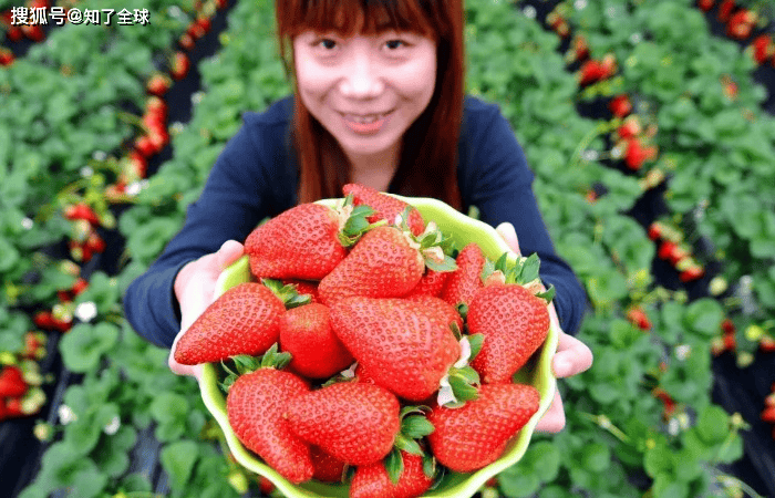 原創日本水果賣成iPhone價？背後邏輯太顛覆