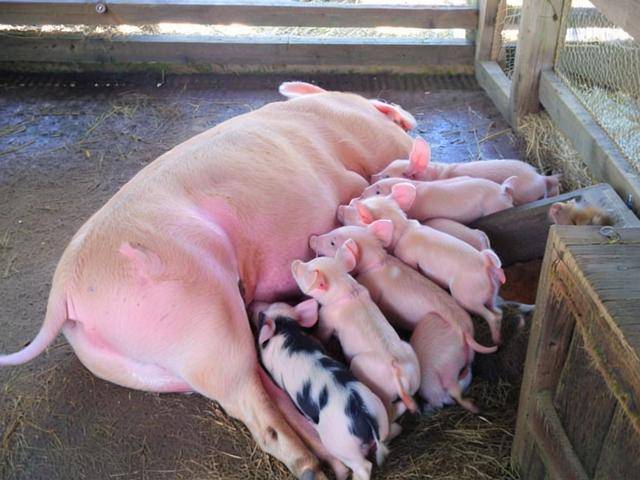 給母豬配什麼飼料好，母豬飼料參考配方