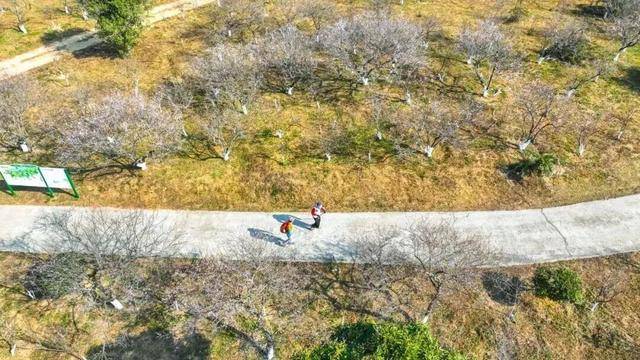 冬日浪漫！深圳坪山賞梅路線快收藏好